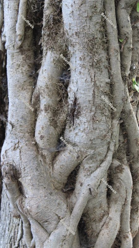 Convulsive tree trunk `Skradinski Buk` waterfall - Krka National Park, Lozovac, Croatia, december 2019 Convulsive tree trunk `Skradinski Buk` waterfall - Krka National Park, Lozovac, Croatia, december 2019