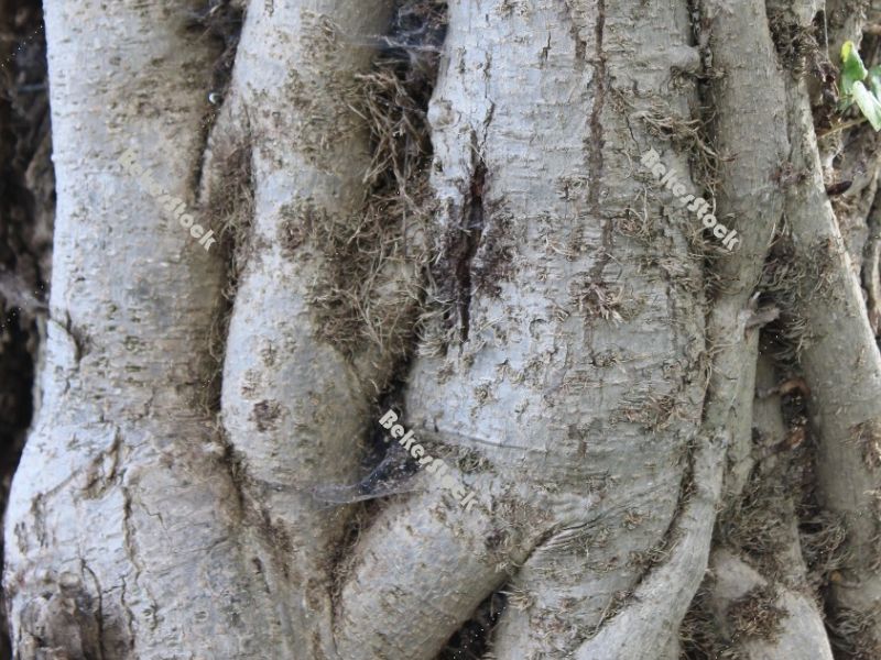 Convulsive tree trunk  `Skradinski Buk` waterfall  - Krka National Park, Lozovac, Croatia, december 2019 Convulsive tree trunk  `Skradinski Buk` waterfall  - Krka National Park, Lozovac, Croatia, december 2019