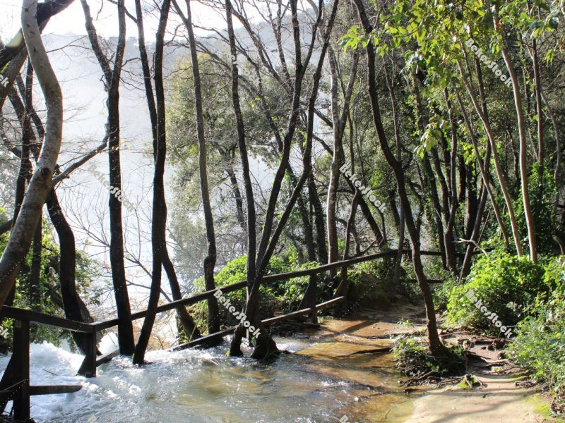 Forest in the morning mist at the `Skradinski Buk` waterfall - Krka National Park, Lozovac, Croatia, December 2019 Forest in the morning mist at the `Skradinski Buk` waterfall - Krka National Park, Lozovac, Croatia, December 2019