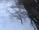 The power of water. Lonely tree in the pouring water at the `Skradinski Buk` waterfall - Krka National Park, Lozovac, Croatia