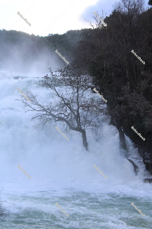 The power of water. Lonely tree in the pouring water at the `Skradinski Buk` waterfall - Krka National Park, Lozovac, Croatia The power of water. Lonely tree in the pouring water at the `Skradinski Buk` waterfall - Krka National Park, Lozovac, Croatia
