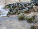 Tree roots at the `Skradinski Buk` waterfall