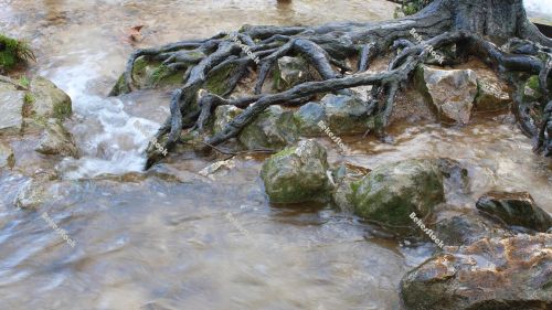 Tree roots at the `Skradinski Buk` waterfall Tree roots at the `Skradinski Buk` waterfall
