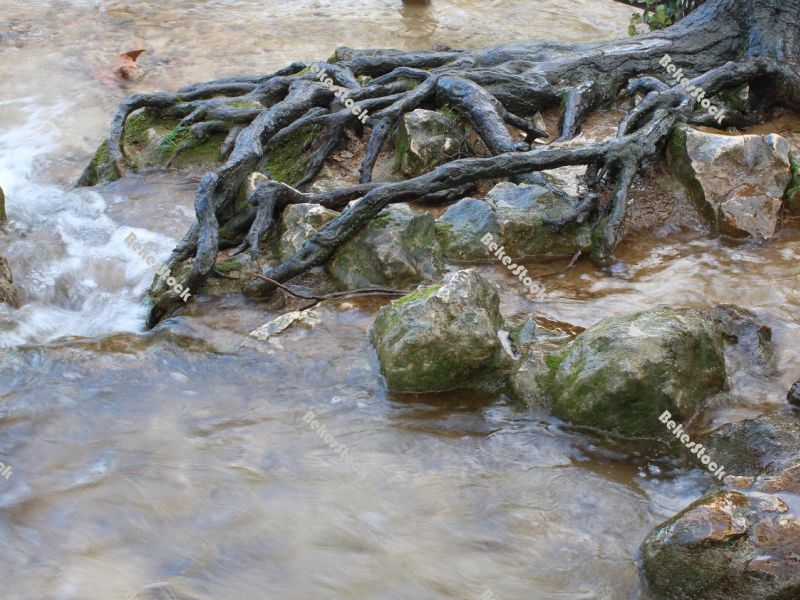 Tree roots at the `Skradinski Buk` waterfall Tree roots at the `Skradinski Buk` waterfall