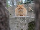 Cat resting at the `Skradinski Buk` waterfall