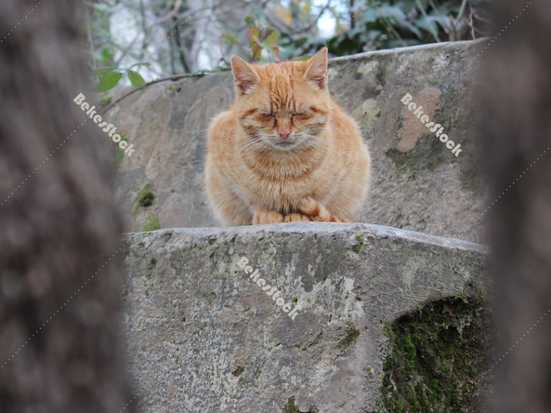 Cat resting at the `Skradinski Buk` waterfall Cat resting at the `Skradinski Buk` waterfall