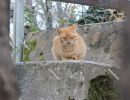 Cat resting at the `Skradinski Buk` waterfall