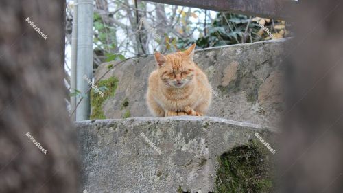 Cat resting at the `Skradinski Buk` waterfall Cat resting at the `Skradinski Buk` waterfall