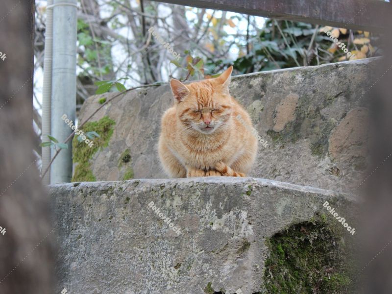 Cat resting at the `Skradinski Buk` waterfall Cat resting at the `Skradinski Buk` waterfall